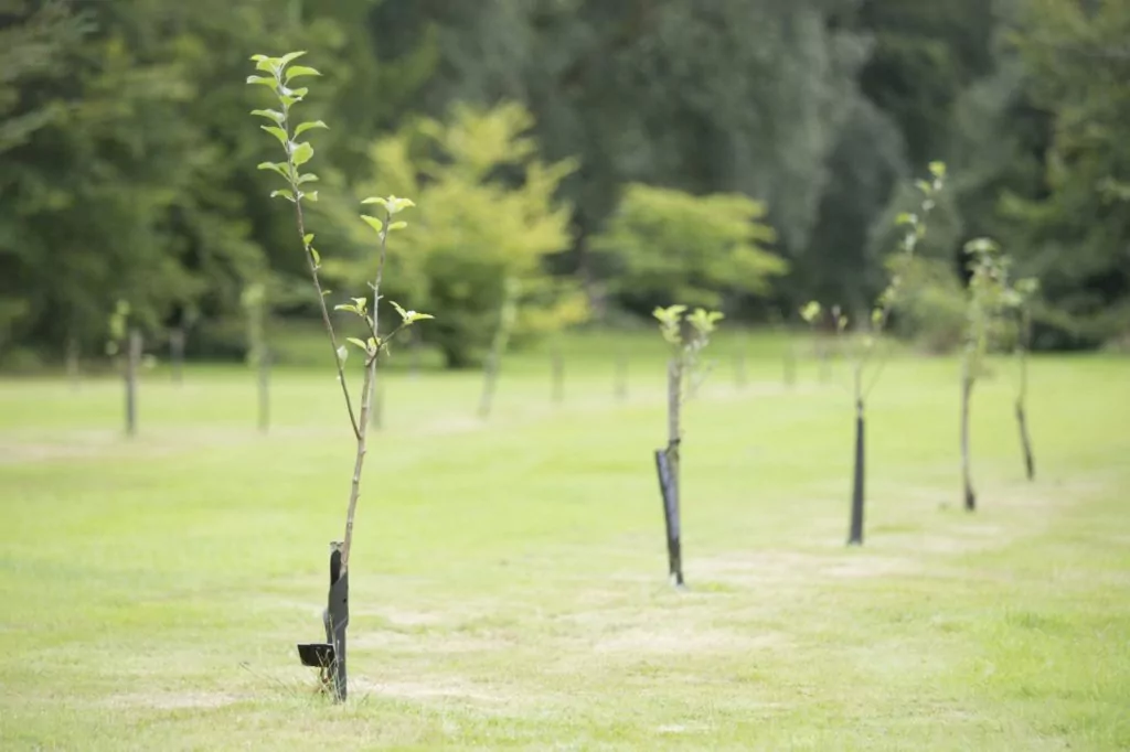 The England Tree Strategy consultation – Impact on developers and infrastructure featured image