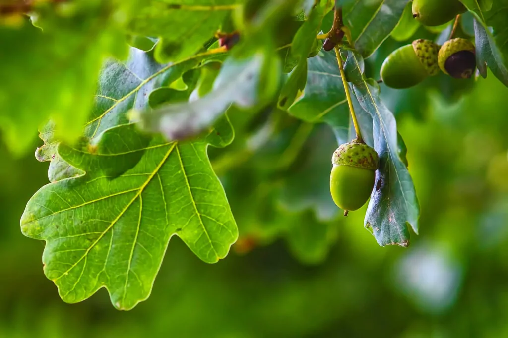 The Green, Green Grass of Collaboration – could the BBP Green Lease Toolkit bring some green sky thinking? featured image