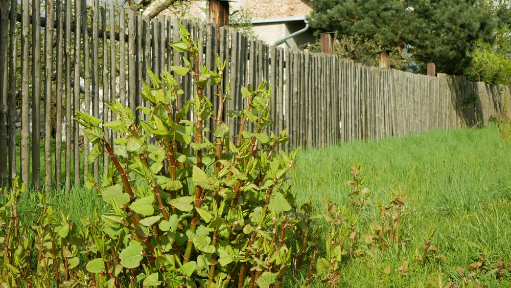 A knotty situation! How can landowning charities deal with Japanese knotweed?   featured image