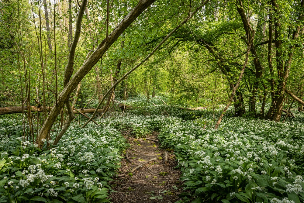 Image of a pathway through woodlands.